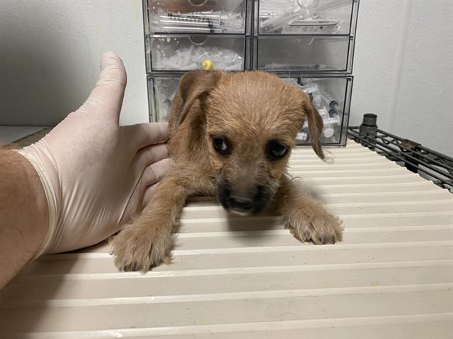 Shelter Stray Female Dog last seen Near BLOCK CENTER ST, BAKERSFIELD CA 93306, 3951 Fruitvale Ave, Bakersfield, CA 93308, USA