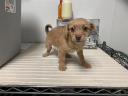 Shelter Stray Female Dog last seen Near BLOCK CENTER ST, BAKERSFIELD CA 93306, 3951 Fruitvale Ave, Bakersfield, CA 93308, USA