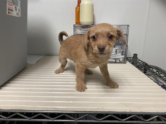 Shelter Stray Female Dog last seen Near BLOCK CENTER ST, BAKERSFIELD CA 93306, 3951 Fruitvale Ave, Bakersfield, CA 93308, USA