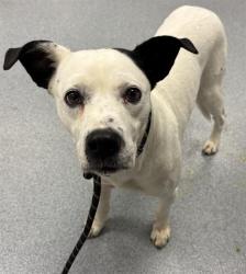 Shelter Stray Male Dog last seen Near, 2600 S Harding St, Indianapolis, IN 46221, USA