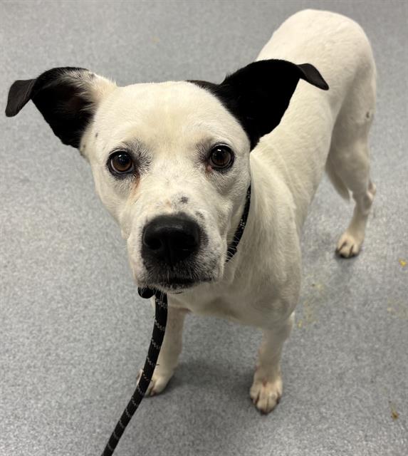 Shelter Stray Male Dog last seen Near, 2600 S Harding St, Indianapolis, IN 46221, USA