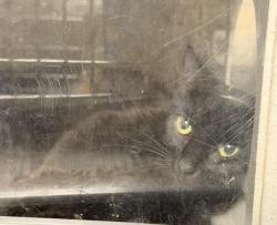 Shelter Stray Female Cat last seen , 957 N Gaffey St, San Pedro, CA 90731, USA