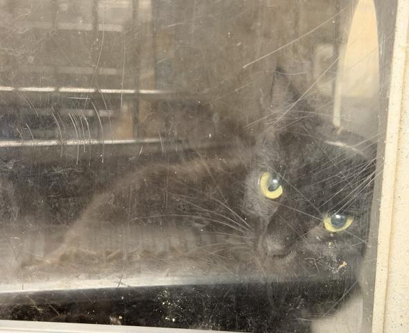 Shelter Stray Female Cat last seen , 957 N Gaffey St, San Pedro, CA 90731, USA