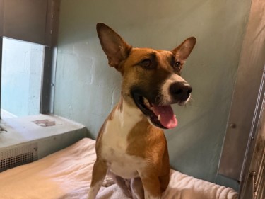 Shelter Stray Female Dog last seen MARINE WAY/RIDGE VALLEY, 92618, 6443 Oak Canyon, Irvine, CA 92618, USA