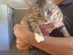 Shelter Stray Female Cat last seen GOLDEN GATE AVE/MOUNTAIN AVE, 95662, 3839 Bradshaw Rd, Sacramento, CA 95827, USA