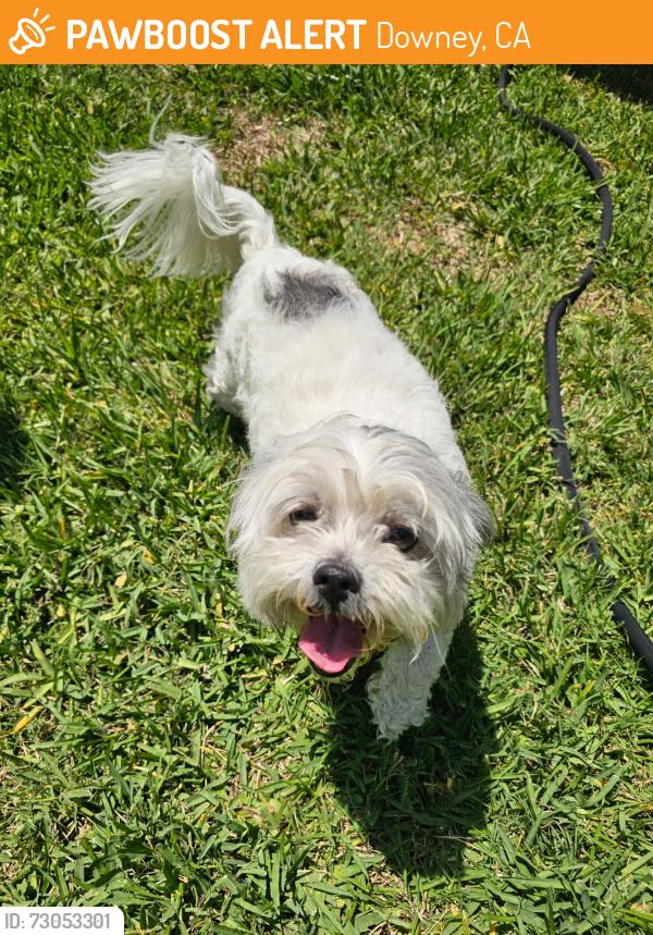 Found/Stray Male Dog last seen Quoit st and paramount blvd next to st.Raymons church, Downey, CA 90242