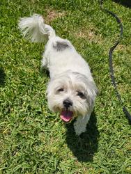 Found/Stray Male Dog last seen Quoit st and paramount blvd next to st.Raymons church, Downey, CA 90242
