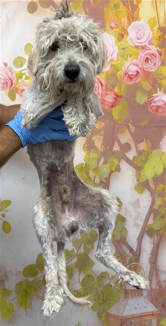 Shelter Stray Male Dog last seen NUEVO/MERRILL, 333 Chandler Pl, San Bernardino, CA 92408, USA