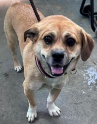 Shelter Stray Female Dog last seen , 4275 Elton St, Baldwin Park, CA 91706, USA