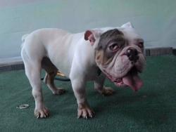 Shelter Stray Male Dog last seen , 4275 Elton St, Baldwin Park, CA 91706, USA