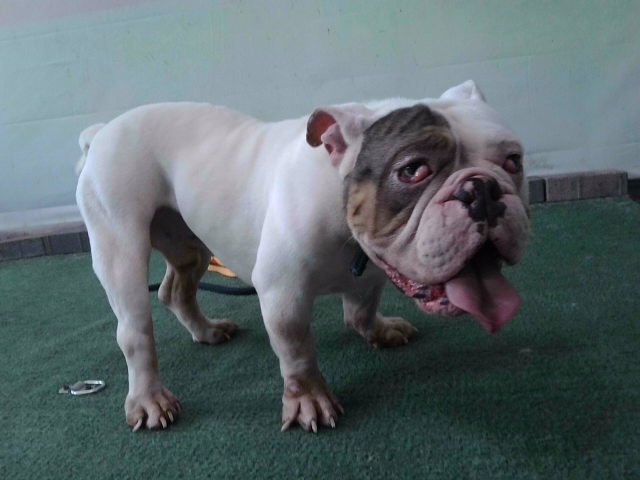 Shelter Stray Male Dog last seen , 4275 Elton St, Baldwin Park, CA 91706, USA