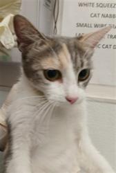 Shelter Stray Female Cat last seen , 1850 W 60th St, Los Angeles, CA 90047, USA