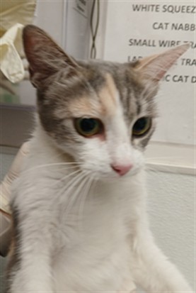 Shelter Stray Female Cat last seen , 1850 W 60th St, Los Angeles, CA 90047, USA
