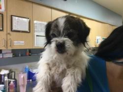 Shelter Stray Male Dog last seen Near BLOCK WROXTON DR, RIVERSIDE CA 92504, 6851 Van Buren Boulevard, Jurupa Valley, CA 92509, USA