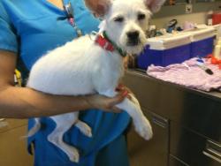 Shelter Stray Female Dog last seen Near BLOCK RUBIDOUX BLVD, JURUPA VALLEY CA 92509, 6851 Van Buren Boulevard, Jurupa Valley, CA 92509, USA