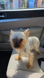 Reunited Male Dog last seen 76th & Saint Andrews, Los Angeles, CA 90047