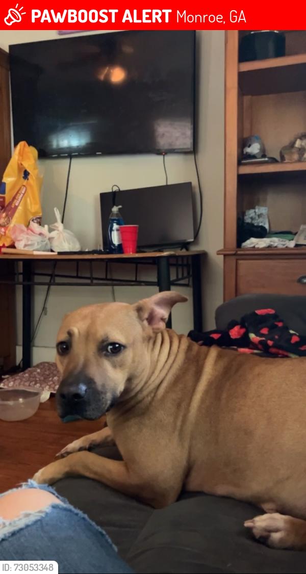 Lost Female Dog last seen Felker st church st, Monroe, GA 30655
