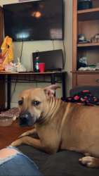 Lost Female Dog last seen Felker st church st, Monroe, GA 30655