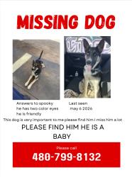 Lost Male Dog last seen 16th street, Phoenix, AZ 85040