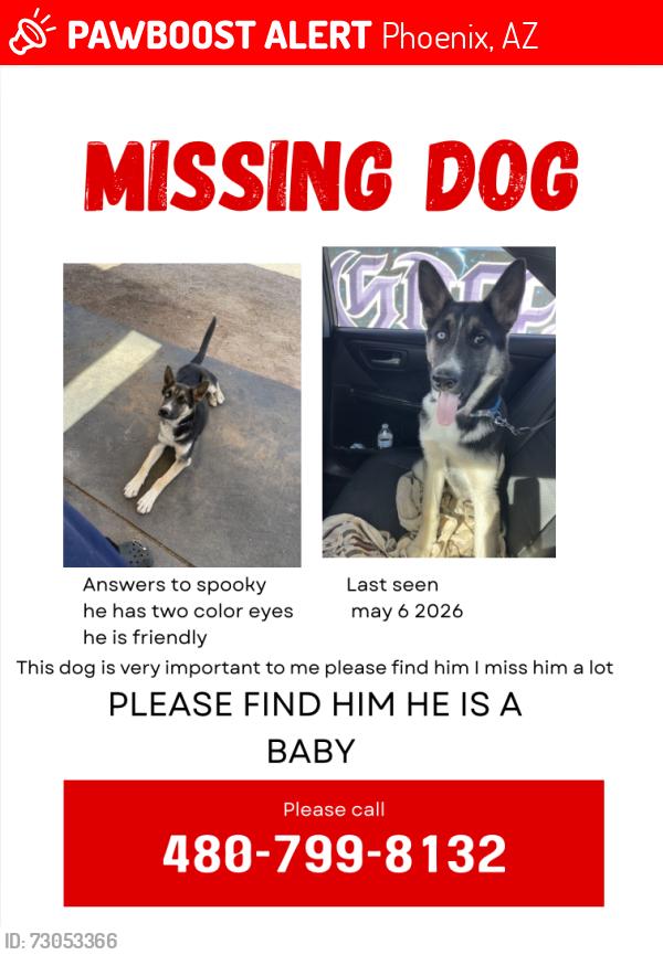 Lost Male Dog last seen 16th street, Phoenix, AZ 85040
