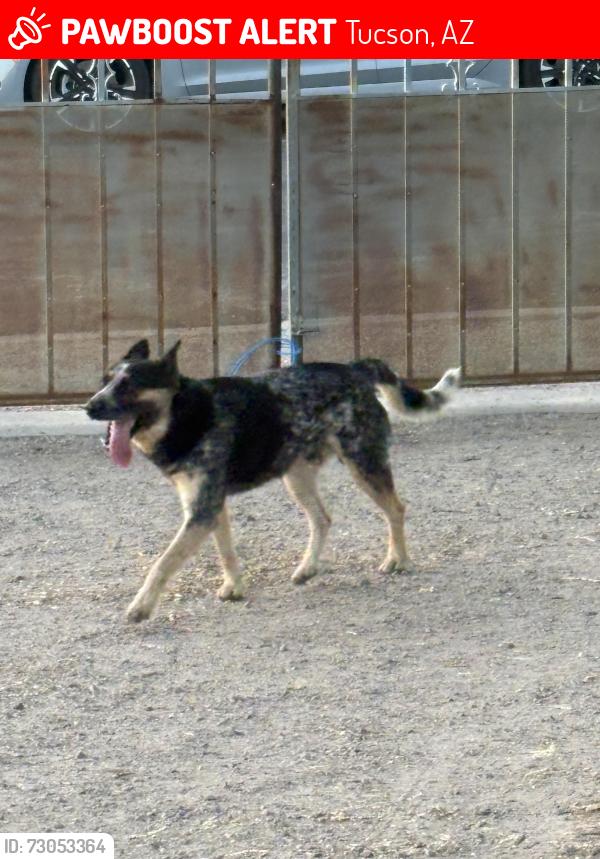 Lost Male Dog last seen Ajo & 12th, Tucson, AZ 85714