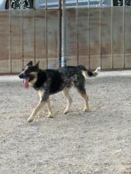 Lost Male Dog last seen Ajo & 12th, Tucson, AZ 85714