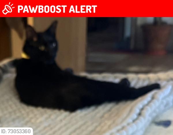 Lost Male Cat last seen Cherokee/Delaware, DeFuniak Springs, FL 32433