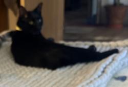 Lost Male Cat last seen Cherokee/Delaware, DeFuniak Springs, FL 32433