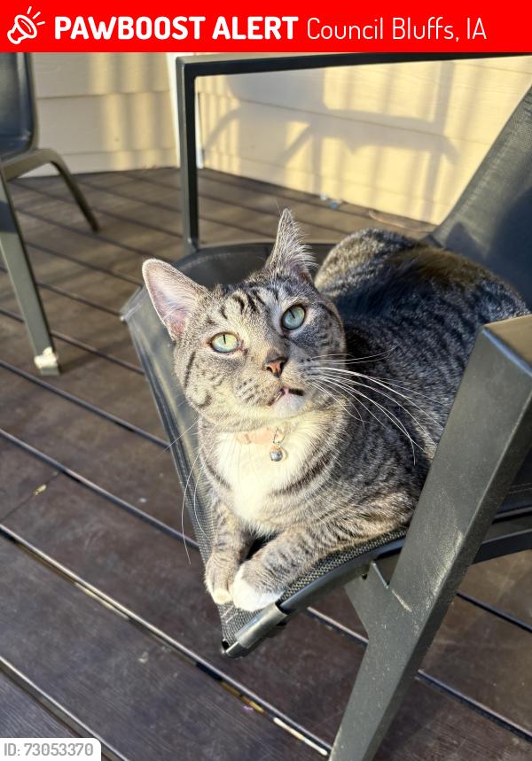 Lost Female Cat last seen 10th and High Street behind Conagra, Council Bluffs, IA 51503
