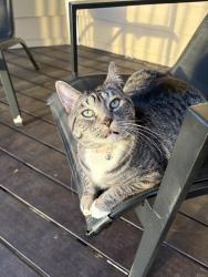 Lost Female Cat last seen 10th and High Street behind Conagra, Council Bluffs, IA 51503