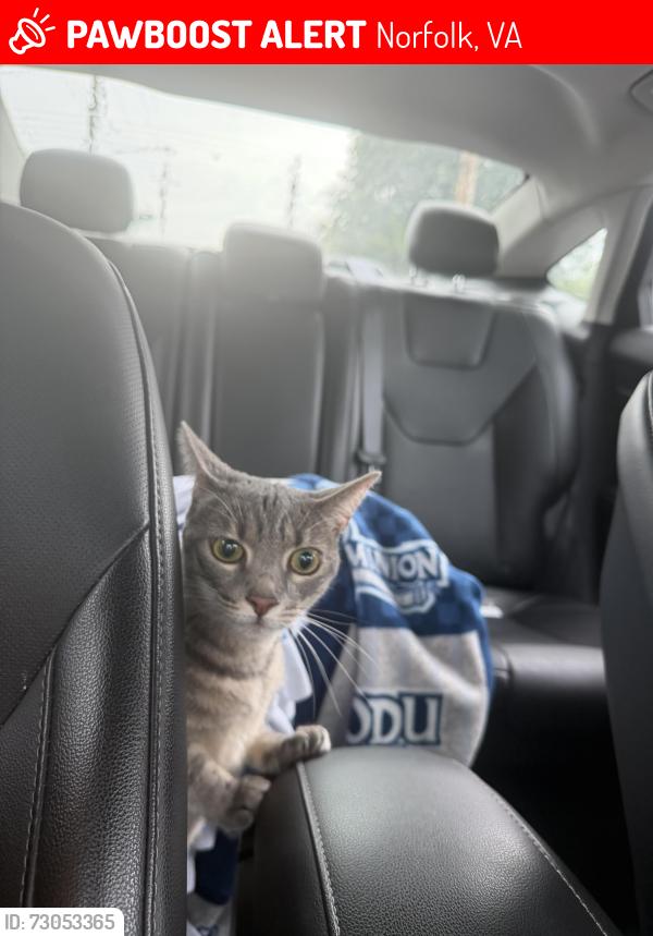 Lost Female Cat last seen Neighborhood near SPCA, Norfolk, VA 23504