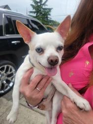Reunited Male Dog last seen By the fair, Puyallup, WA 98372