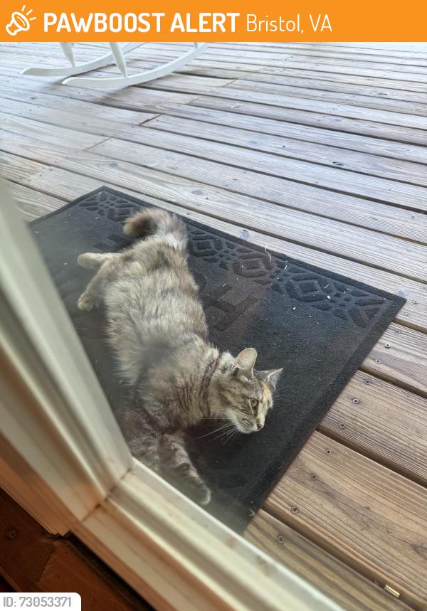 Found/Stray Unknown Cat last seen Blue Jay Drive and Gate city Highway, Bristol, VA 24202