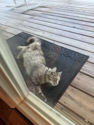 Found/Stray Unknown Cat last seen Blue Jay Drive and Gate city Highway, Bristol, VA 24202