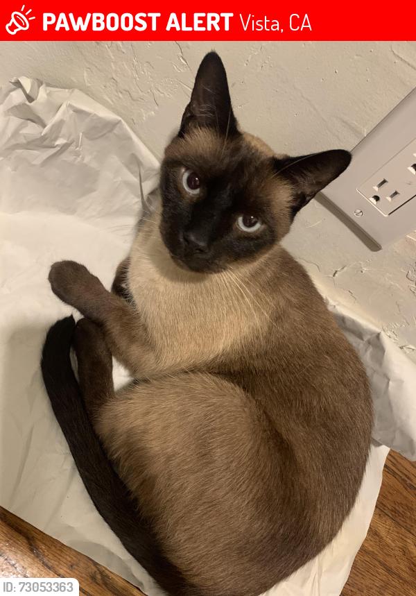 Lost Male Cat last seen North citrus, Vista, CA 92084