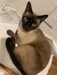 Lost Male Cat last seen North citrus, Vista, CA 92084