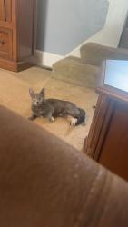Lost Female Cat last seen Fetter Rd, Lima, OH 45804