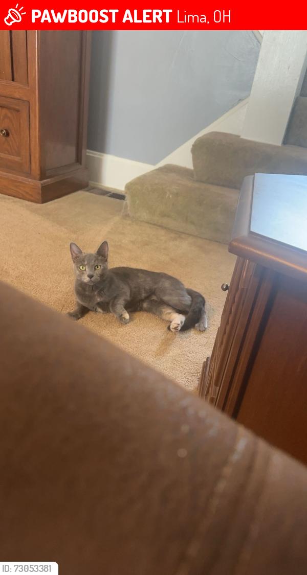 Lost Female Cat last seen Fetter Rd, Lima, OH 45804