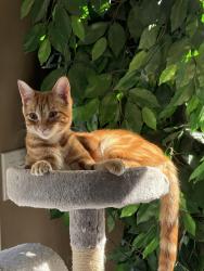 Reunited Male Cat last seen Ernest Way/Wright Debow, Jackson Township, NJ 08527