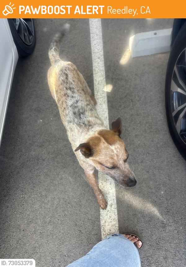 Found/Stray Male Dog last seen Great Western School, Reedley, CA 93654