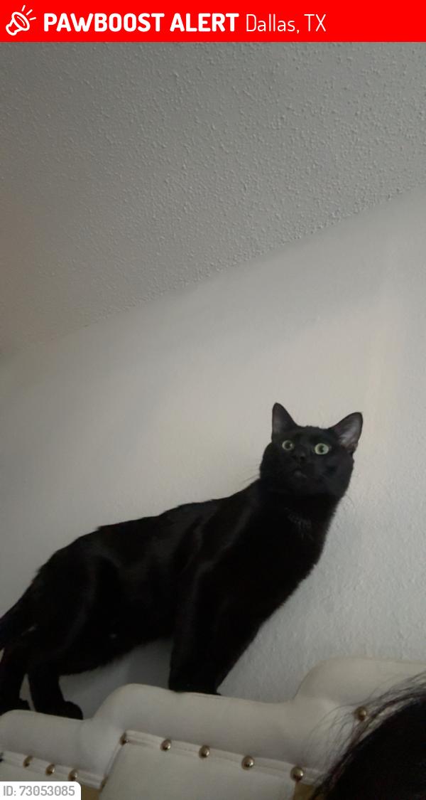 Lost Male Cat last seen Mccallum blvd and meandering way, Dallas, TX 75252