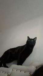 Lost Male Cat last seen Mccallum blvd and meandering way, Dallas, TX 75252