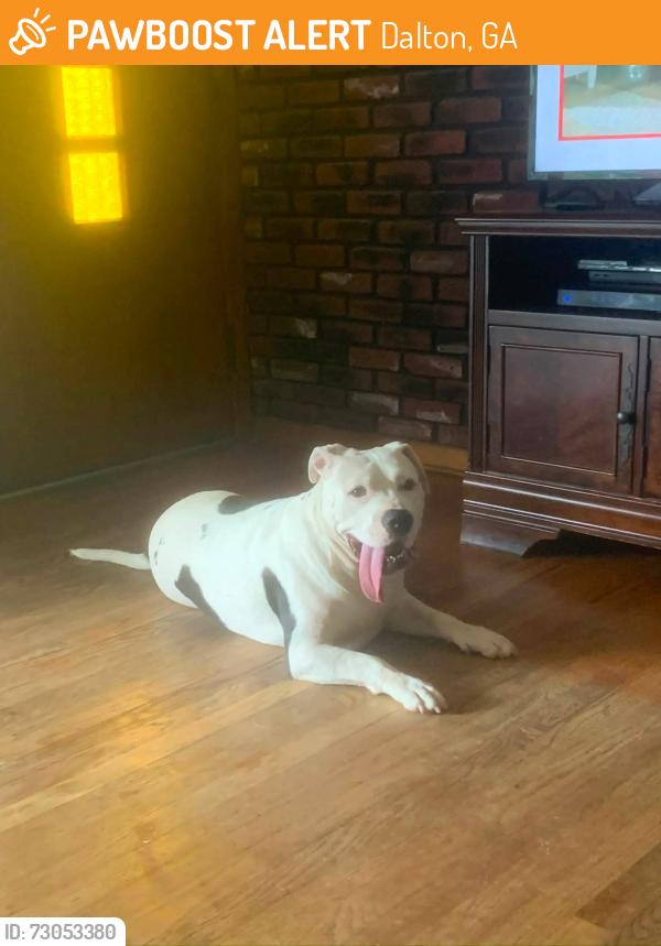Found/Stray Female Dog last seen Dalton , Dalton, GA 30720