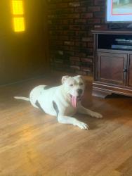 Found/Stray Female Dog last seen Dalton , Dalton, GA 30720