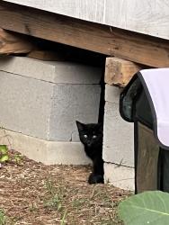 Found/Stray Unknown Cat last seen Chestnut Grove Rd, Statesville, NC 28677