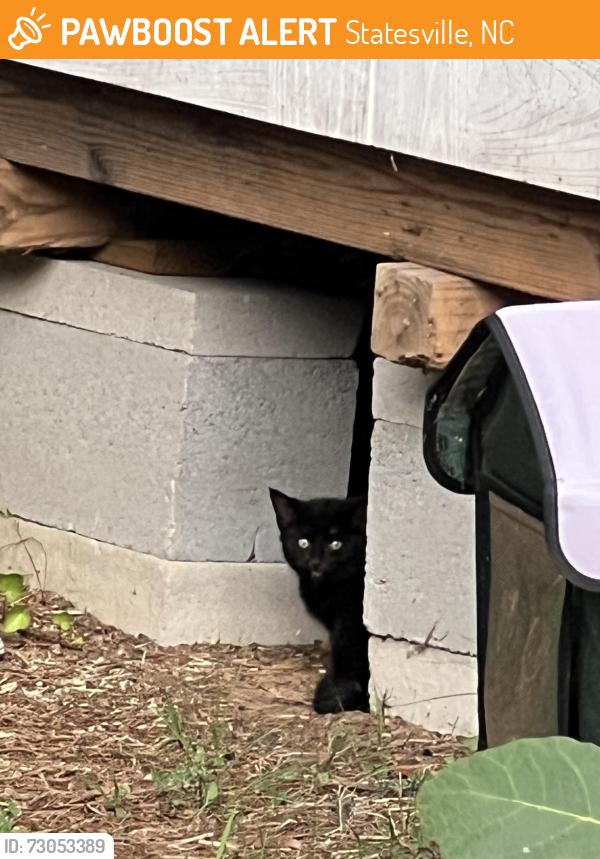 Found/Stray Unknown Cat last seen Chestnut Grove Rd, Statesville, NC 28677