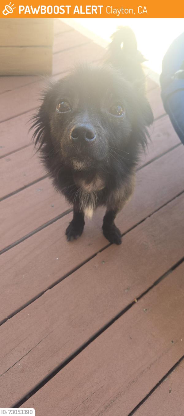 Found/Stray Male Dog last seen Clayton Rd, Clayton, CA 94521
