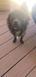 Found/Stray Male Dog last seen Clayton Rd, Clayton, CA 94521