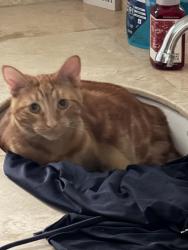 Reunited Male Cat last seen Near N Pleasant Ave, Fresno, CA 93711, USA, Fresno, CA 93711