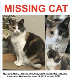 Lost Female Cat last seen Cypress Point Dr, Fullerton, Fullerton, CA 92833